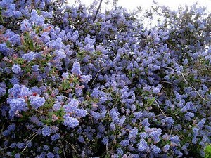 Ceanothus tomentosus - Alchetron, The Free Social Encyclopedia