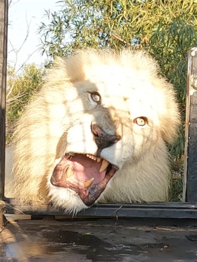 LIONS! Don't Bite the Hand That Feeds You! Watch the full video on Youtube. #cat #lion #nature #wildlife #animals #africa #funnyanimals #wildanimals #lionking #animal #safari