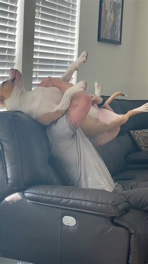192K views · 5.3K reactions | Constant entertainment the moment Sam gets home. Show me your best screenshot of parkour dog dad jungle gym activities!!  #rescuedogsoffacebook #dogsoffacebook #pitbulllife #reels #dogreels #familyReels #dogdad #dogdadlife #dogmom #dogdads #funnydogs #cutedogs #family #pitbulllove #rescuelife | A Tale of 2 Pitties | Facebook
