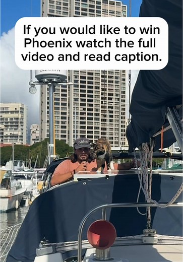 I’m giving Phoenix away. 1991 Compac 33. Hull number 4 of 10. She deserves to be cared for and loved. Three years before I found her, I was diagnosed with Klippel Feil Syndrome. My entire cervical spine is fused together, with a few loose vertebrae that put me at risk for paralysis from the neck down, especially as I age. It turned my world upside down. The pain, the fear, the constant thought of what’s the point. What’s the point in this job, this routine, this version of life I slowly realized