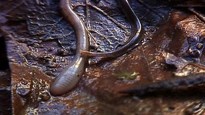 Flatworms: An Invasive Flatworm Hunts Earthworms
