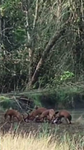 A pack of wolves hunting a deer #bhadrawildlifesentury #karnatakatourism #forest #forestsafari