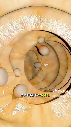 Understanding the Colonoscopy Procedure