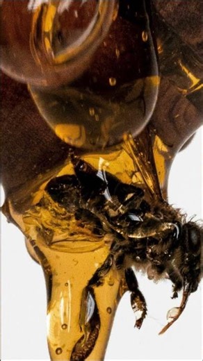 This Ant Explodes 😳💥 #Shorts