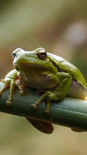 Why do frogs cry in the rain? #animallife #animalsoftiktok #wildlife #animals #frogs #frog #nature #cuteanimals #funnyanimal #AmazingFrog
