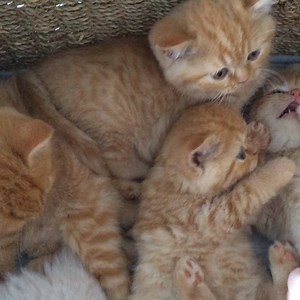 Super cute #kittens #modeling for #studiopets #litter #catsofinstagram @cats_of_instagram | Studio Pets