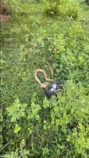 Bird vs Cobra – Incredible Wildlife Moment #naturelovers #snake #animals #snakevideo