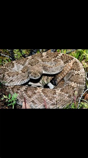 Western Diamondback Rattlesnake and Texas Coral Snake