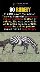 The Zebra Born Without Any Stripes