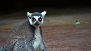 Must-See Ring-Tailed Lemurs: A Worldly Essence