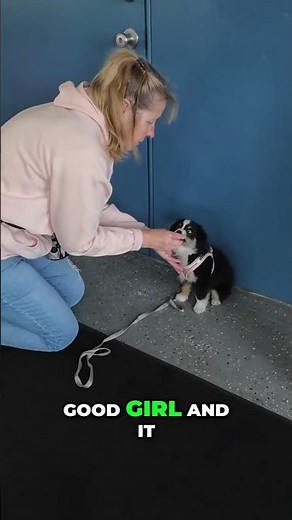 Train Your Dog Simple Sit Command for Good Behavior