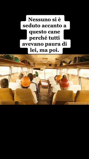 RED DOG. (FILM DISPONIBILE SU @primevideoit): Alla ricerca del proprio padrone scomparso, un cane dal pelo fulvo riesce a riunire una intera comunità. Una appassionante storia vera avvenuta in Australia negli anni Settanta del Novecento. 🔥🔥🔥 | Alberto Armatore