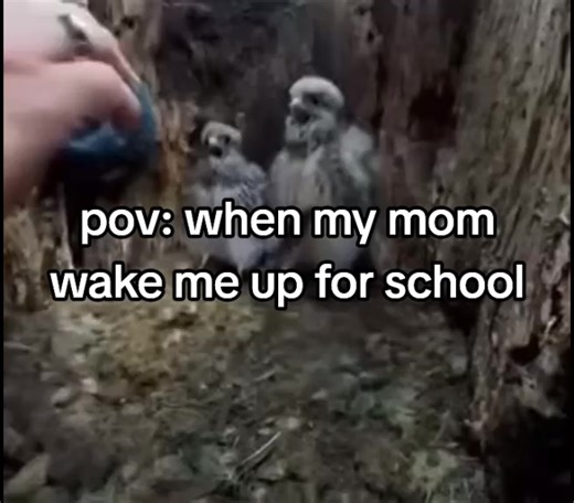 #real #pov #funny #bird #screaming #meme #birdy #blowthisup #bestmeme #fy #foryou #fyp #foryoupage