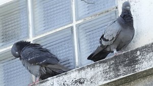 Бездомный голубь прижимается рядом со старым: стоковое видео (без лицензионных платежей), 3656540287 | Shutterstock