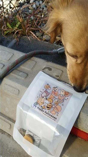 With TarutoRsix.「きのう( ´∀｀)」 #pets #ダックス #しっぽフリフリ