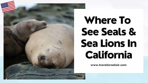 Where To See Seals & Sea Lions In California - 2024 Guide