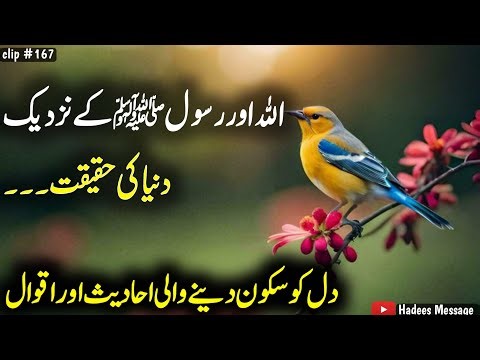 Ahadees Quotes Collection| Hadees Quotes Video| Aqwal e Rasool ﷺ| Hadees Message