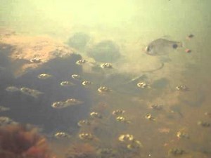 Dwarf pufferfish (アベニーパファー) Tetraodon travancoricus in India -DIscoveryPlanet-