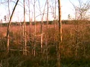 deer hunting with dogs in north carolina
