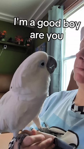 The Ultimate Guide to Furby the Birb and Furbies