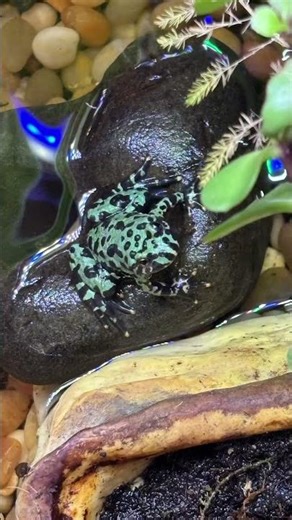 Cool toads🤘🤘🤘#toads #cool #frogs #funny #ecosystem #pet #animals