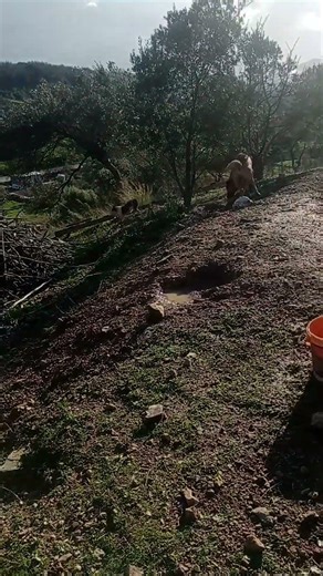 French Buldog vs Kangal #animals #dothingsyoudontwanttodo #goat #cute #birds #farming