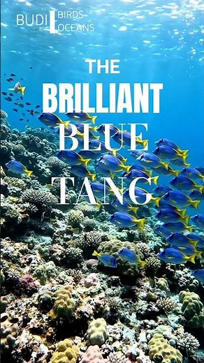 Blue Tang : The Underwater Masterpiece #bluetang #fish #ocean #oceanlife #sea #sealife