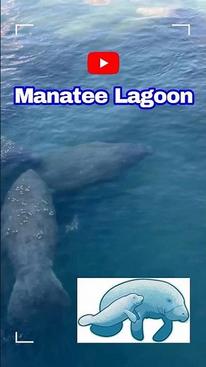 You won't believe how many manatees were in this water #manatee #florida #wildlife