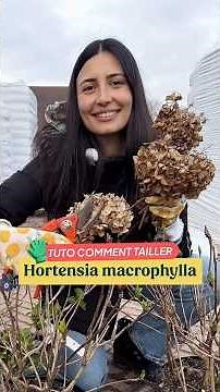 How to Prune Hydrangea Macrophylla: A Simple Tutorial for More Flowers