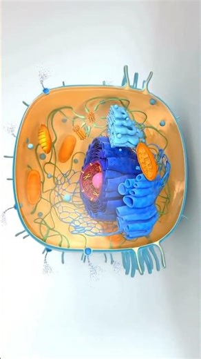 Human cell in 3D #bscnursing #biology #anatomy #education #shortvideo #shorts