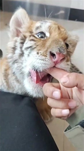 🐯 yummy😂 #adorable #zoo #tiger #tigercub