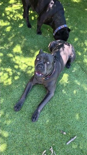 Cane corso Chi-chi loves to speak 🤣 #canecorso #mastiff #corso #dog #doglife #pets #funny #perros