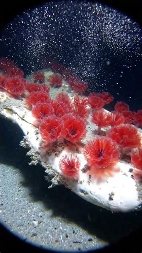 The Osedax: Unknown Bone Dissolvers