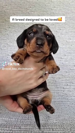 Rapid Growth of Dachshund Puppies in Just 3 Weeks