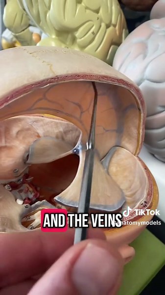 Brain Divider Model: Anatomy Insights