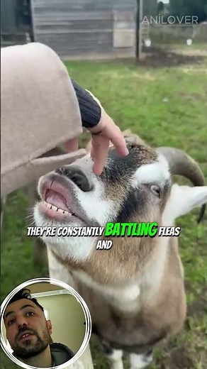 Why do goats jump into fire 🔥🐐