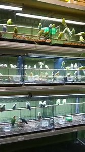 5.9K views · 82 reactions | PET SHOP TOUR! Timothy meets all the...