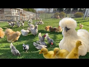 Heartfelt Days in My Peaceful Organic Sanctuary 🌿Caring, Growing & Living with Intention