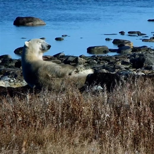 50K views · 1.9K reactions | Saturday. | explore.org | Facebook