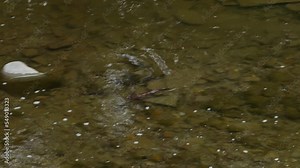 Canadian mink swimming across Etobicoke river for hunting fish to survive in Canada toronto