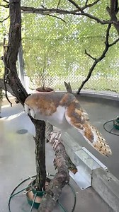 18K views · 345 reactions | Animal diets are very diverse and each...