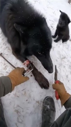 The Wolf’s Promise From Rescue to Reunion 🐺❤️