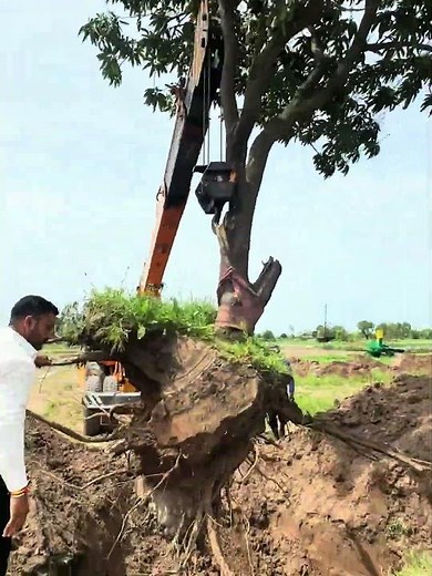 First mango tree transplant