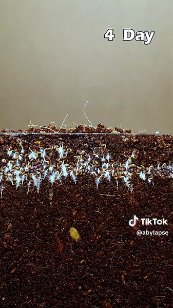 Poppy Flower Timelapse in 38 Seconds