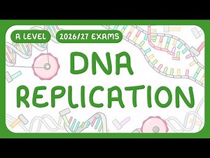 A-Level Biology - DNA Replication | 3 prime and 5 prime ends (2026/27 exams)