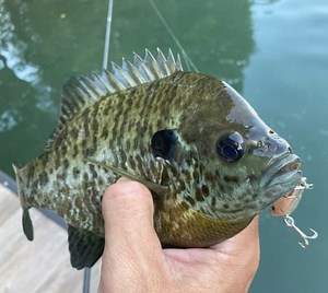 The 5 Best Crankbaits for Bluegill   Fishing Tips! • Panfish Nation