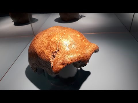 DNA Analysis Reveals the REAL Reason Neanderthals Went Extinct!