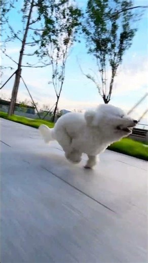 Bichon Running TOO Fast! The Camera Can’t Keep Up! 🐶💨