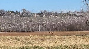 November 13, 2018 weekly waterfowl survey was 97% frozen and yielded 34,010 snow geese, 431 trumpeter swans, 44,000 ducks, and 104 bald eagles (15 adults and 89 immatures). Since the weather warmed up later in the week, more water has opened and brought more geese since the survey. *Typically sunny days are the best days to see snow geese as they tend to stay on the refuge longer as compared to cloudy days. The refuge headquarters will be closed on Thanksgiving but the refuge auto tour and hikin