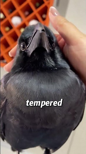 A pet crow on your shoulder #crow #pet